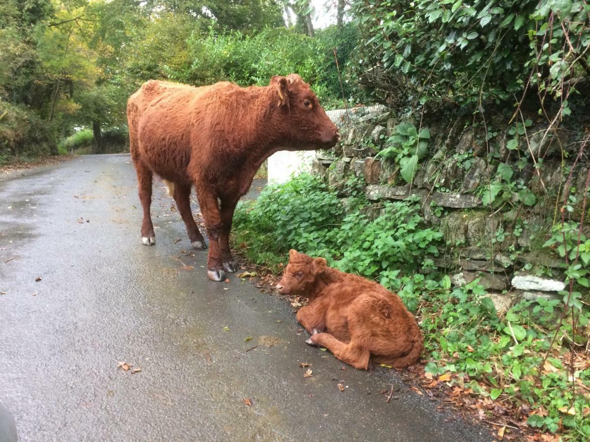 Oak Lodge Tavistock  Luaran gambar